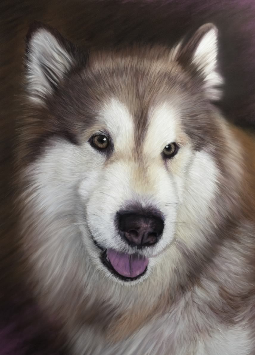 Malik 'Alaskan Malamute'